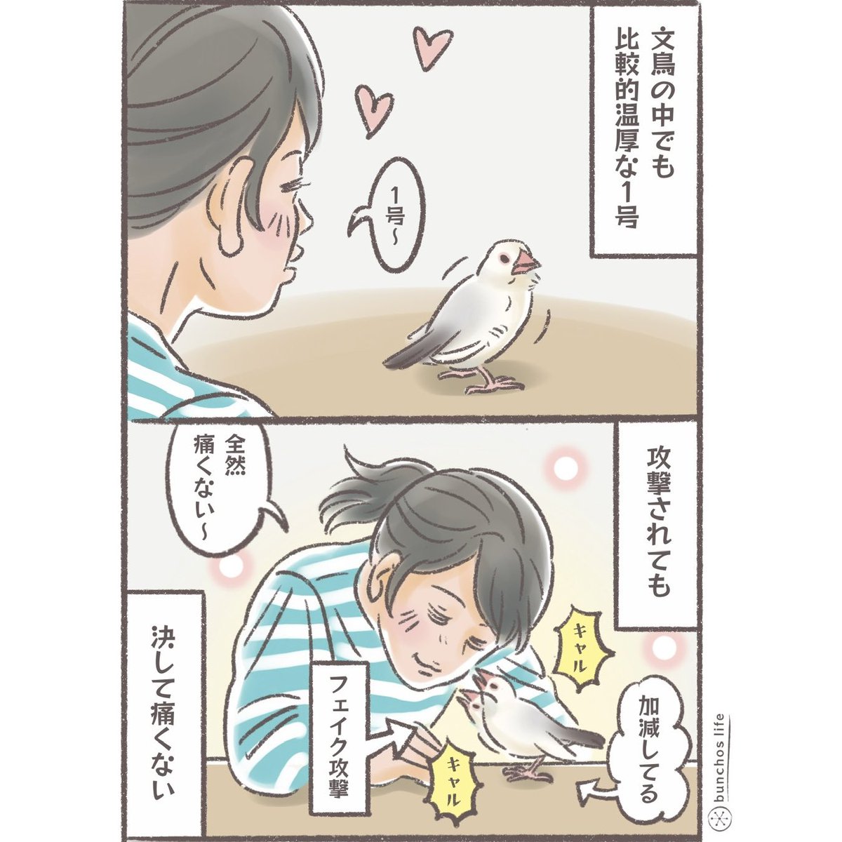 こむぎ🕊️ (@komugi_chan55) / Posts / X