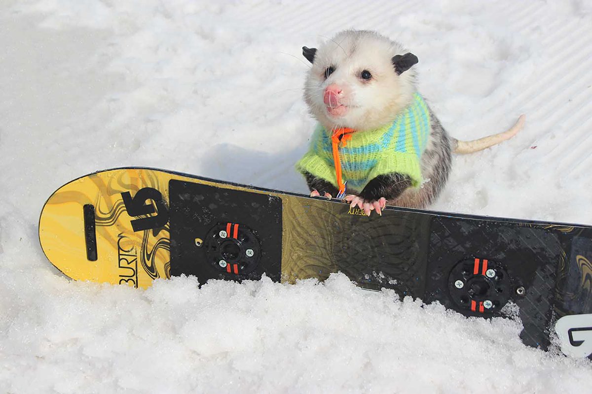 Possumeveryhour.io (@possumeveryhour) on Twitter photo 