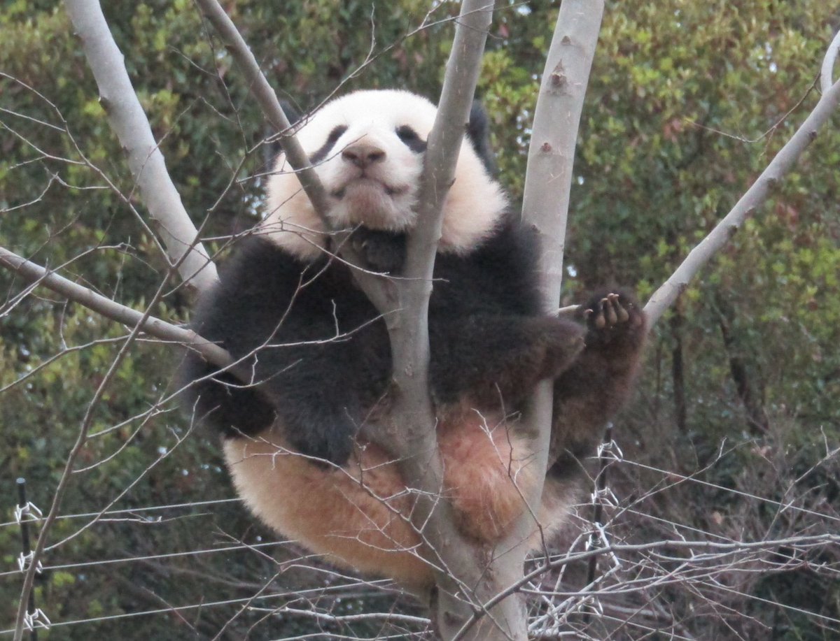 🐼🌻 (@beaatantan) / Posts / X