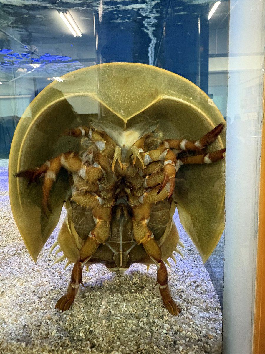 二足歩行カブトガニ！こんな姿見た事ない！多分スタッフさんが大変な