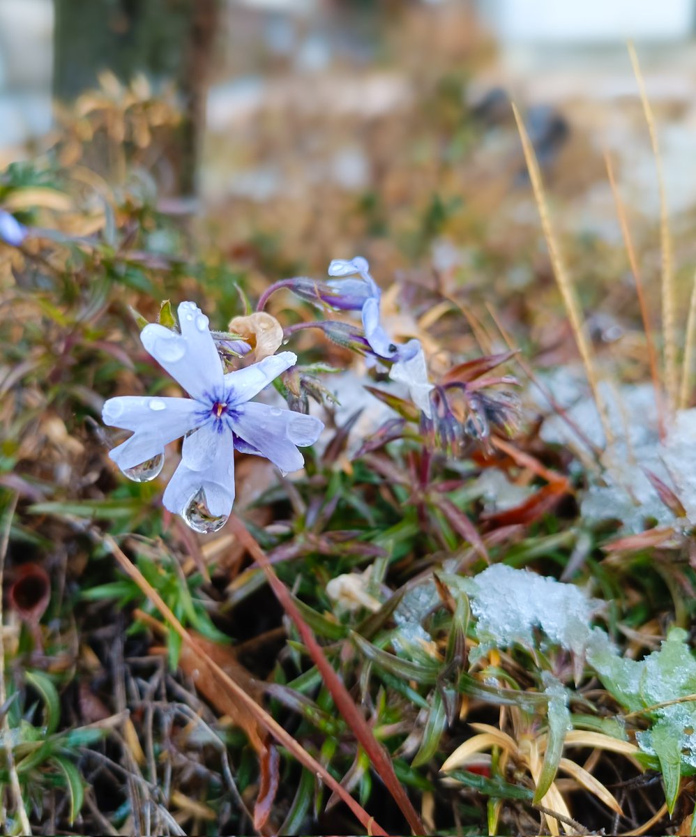 kinokdk's tweet image. 12/15(月)、おはようございます！
年々年末の特別感が薄れている今日この頃なのですが、
これは世の流れなのか、
それとも私が歳を取ったからなのか…

💐#TLを花でいっぱいにしよう

間違って咲いた芝桜が、
雪解けの露を抱いて冷たそう…
今はしばらくお休みしてて、
春になったらあなたの出番です