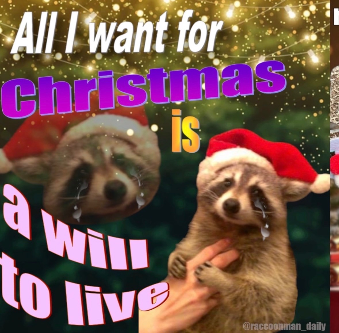 raccoonesthetic's tweet image. 