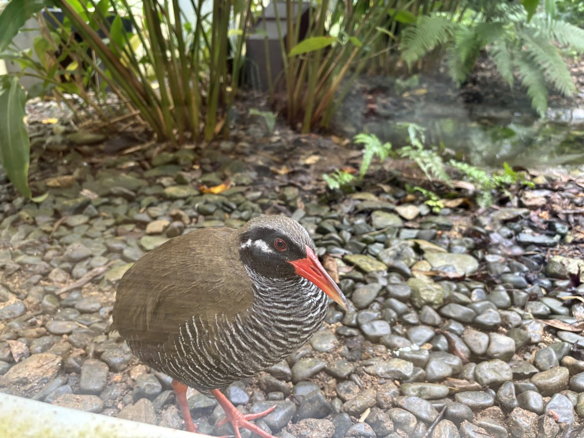 ヤンバルクイナ