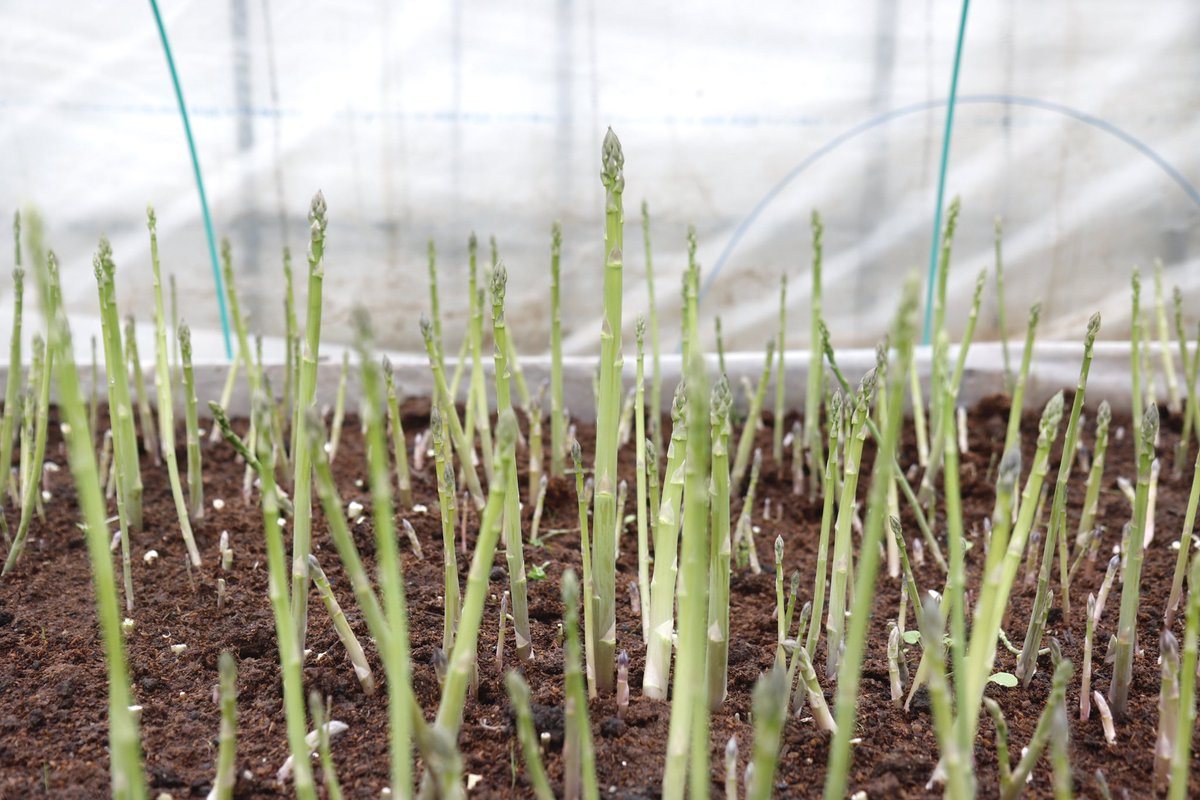 まちある記フォトニュース 】 12月15日㈪、町内の農園でグリーン