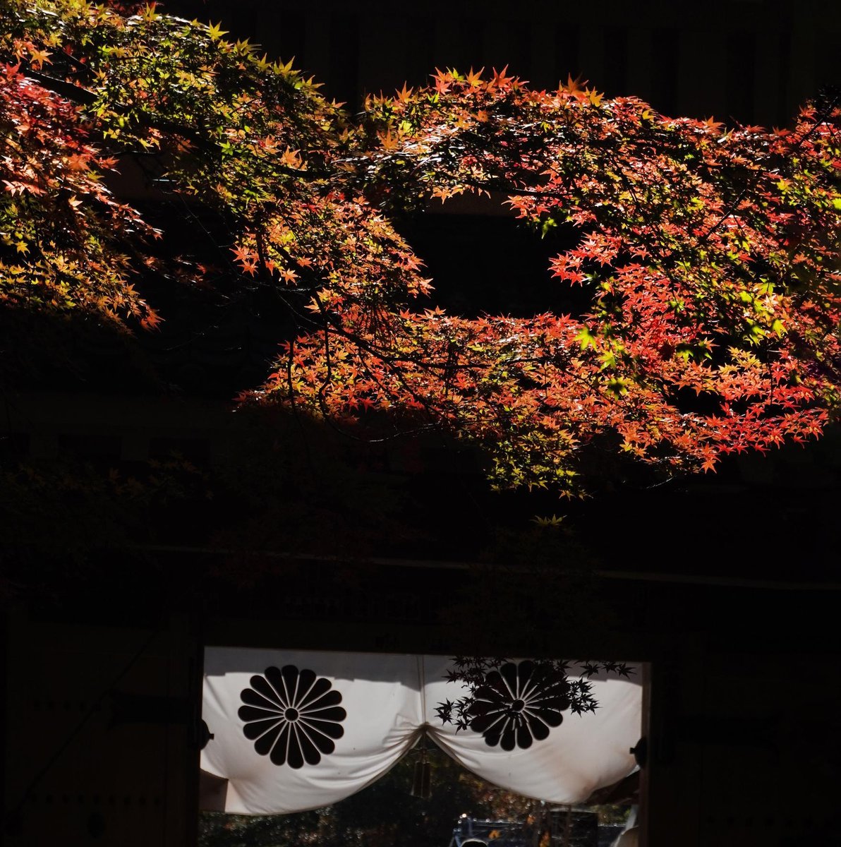 ポン太 (@pontaponta0420) / Posts / X