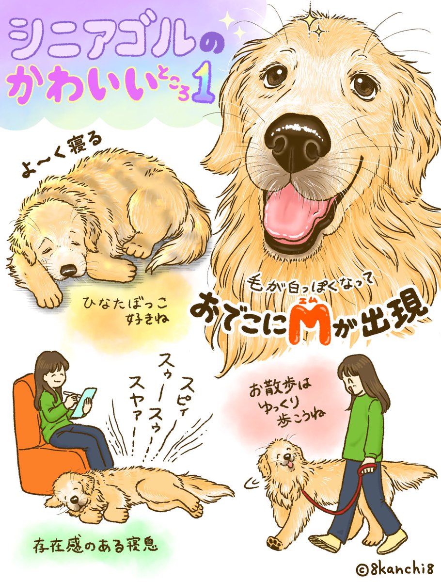 かんち（8kanchi8）@書籍『今日もゴールデンレトリバーに癒されて