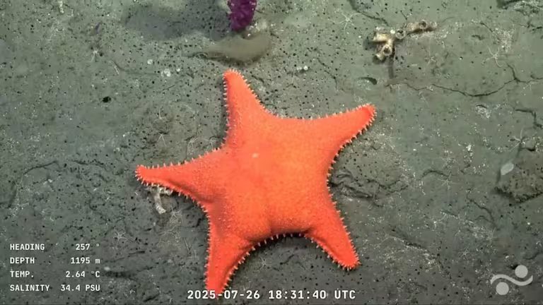 fedeflowersok's tweet image. Primer Martín Fierro de oro del streaming para CONICET.
Merecido. Inesperado. Justo.