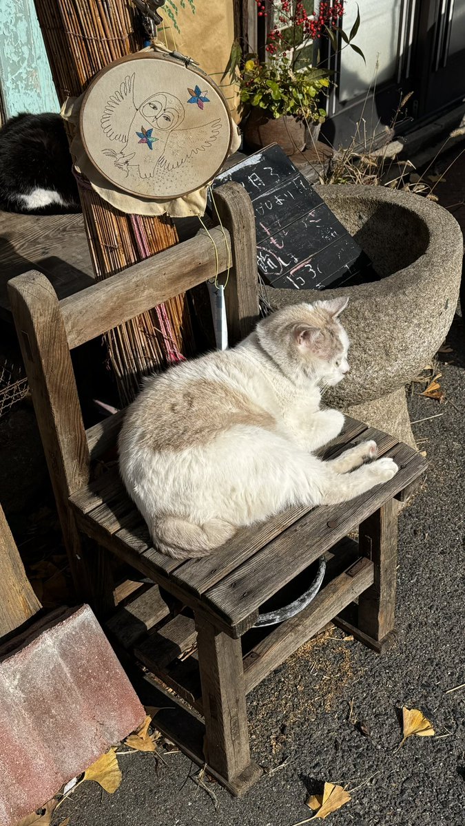 うおおおおおおおおおおおおおおおおお看板猫だ