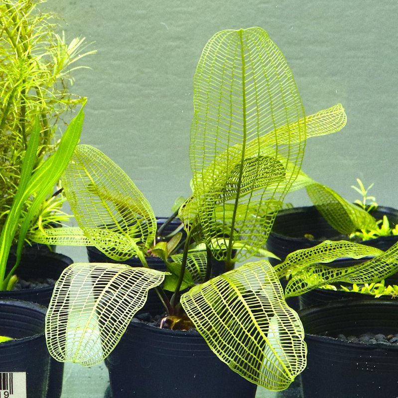 マダガスカルレースプラント Aponogeton madagascariensis 状態上がっ