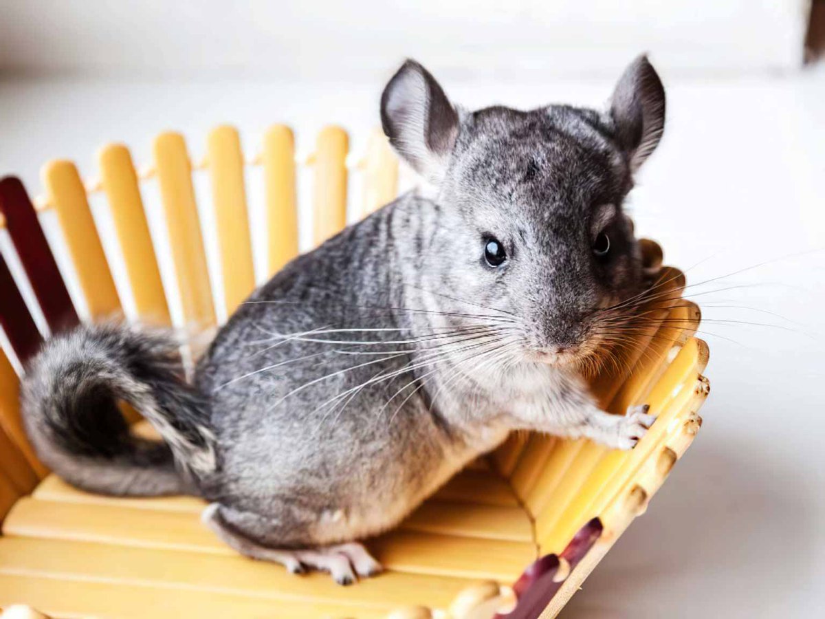 Chinchilla Every Hour (and a half) (@chinchillahour) on Twitter photo 