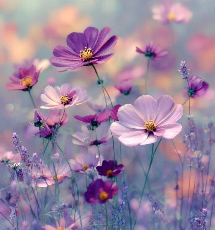 سدا بہار میرے ساتھ رہنے والے شجر 🍁
میری دعا ہے کہ تجھ پر سدا بہار رہے 🌷

اَلسَّلَامُ عَلَیْکُم 🥀
صَبَّاحُ الْخَیْر 🏞️

#قومی_زبان