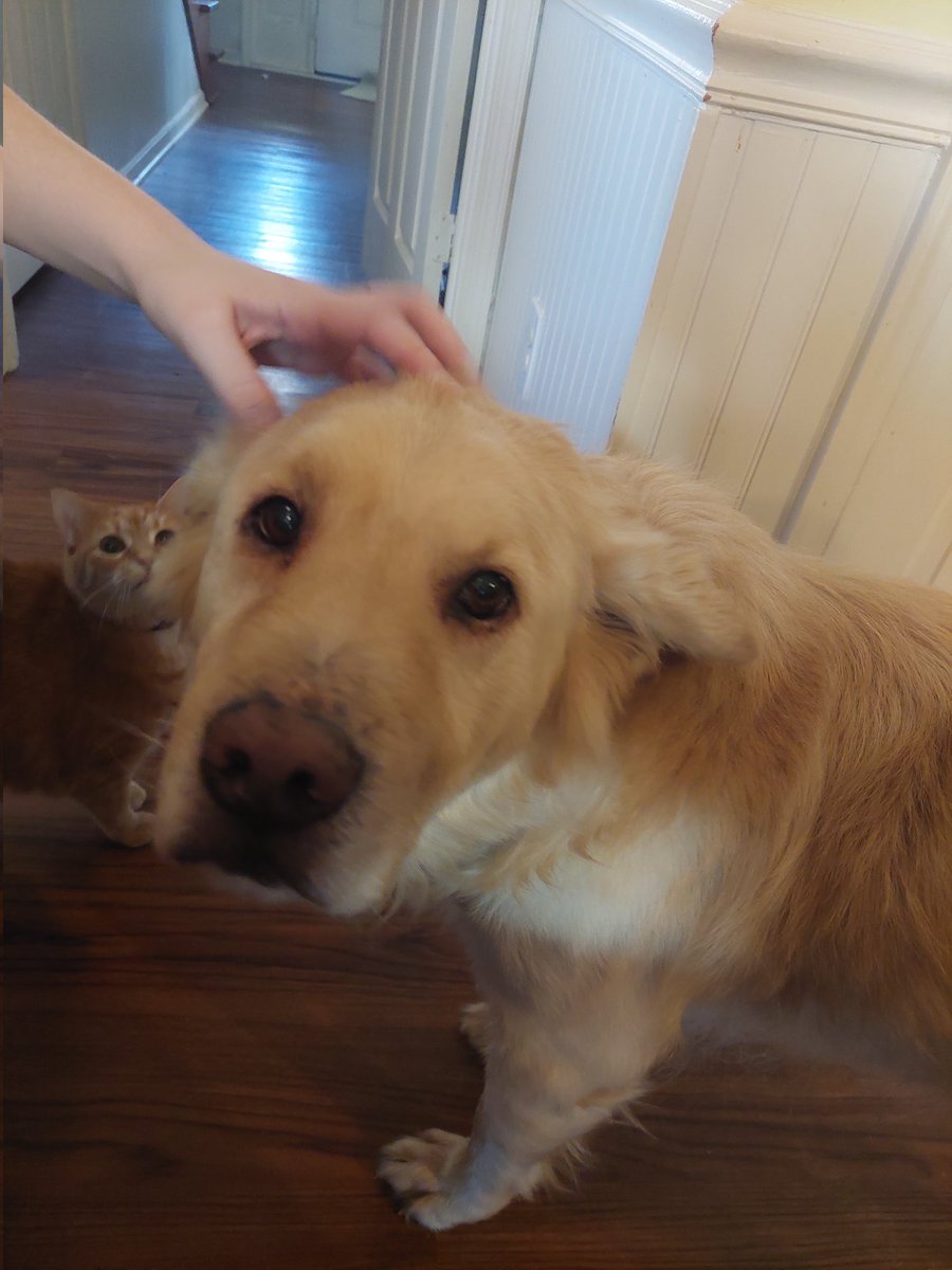 crippling penis disease (@gorillaviolence) on Twitter photo 