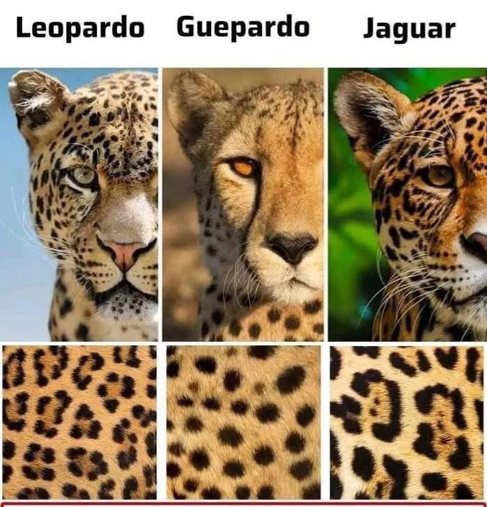 🐆 No todos los felinos manchados son iguales… y este detalle lo cambia todo.

A simple vista parecen lo mismo, pero el patrón de su pelaje los delata:

🔸 Leopardo → rosetas abiertas, sin punto central.
🔸 Guepardo → manchas sólidas y las famosas “líneas de lágrima”.
🔸