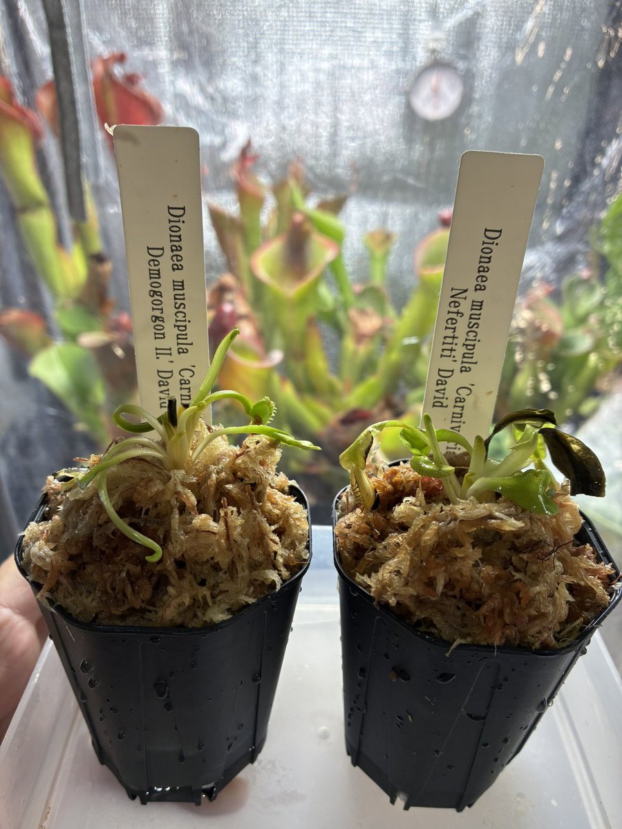 ZaKuRo@ヘリアンフォラ〜 (@zakuro_baal) / Posts / X