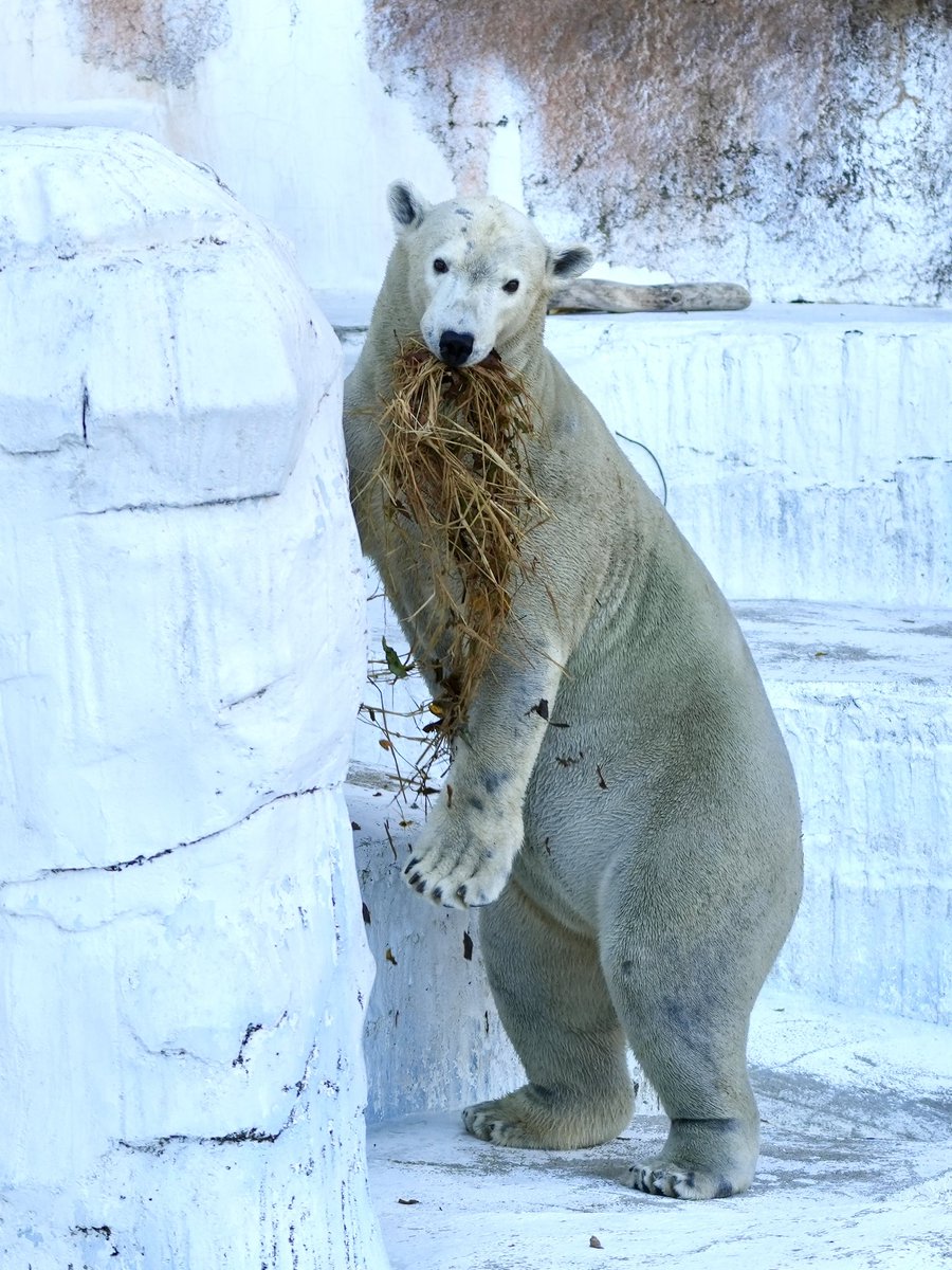 ホウちゃんあざとかわいい🩷

2025.12.6.📷

#ホウちゃん 
#ホッキョクグマ 
#天王寺動物園 
#まいにちホウちゃん