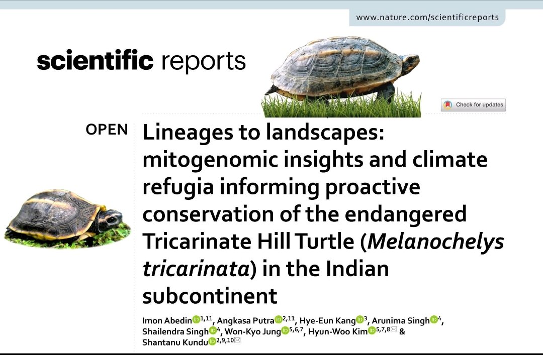 Arunimaturtle's tweet image. Our research is now published in "#NATURE'S" Scientific Reports. Deeply grateful and motivated to continue working for freshwater turtle species that need us the most.
#freshwaterturtle #turtlesofindia #tricarinatehillturtle @TSAINDIAPROG
