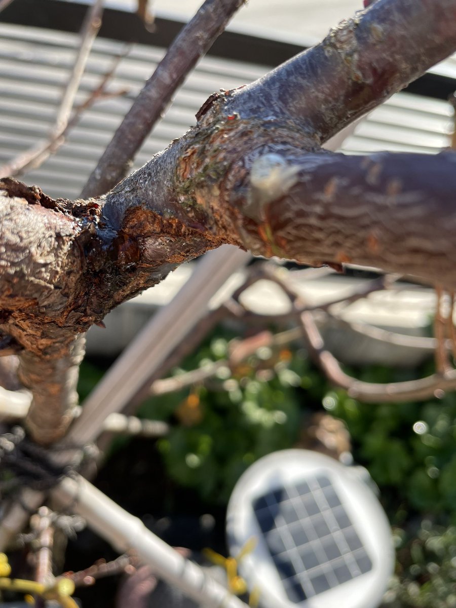 こんにちは😊 原村で購入したヤドリギです✨️ ヤドリギなので河津桜に