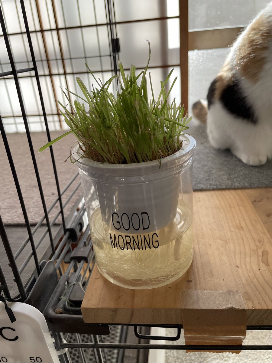 ワンダーニャイト (@mOvxg1eXOOw6iAS) / Posts / X