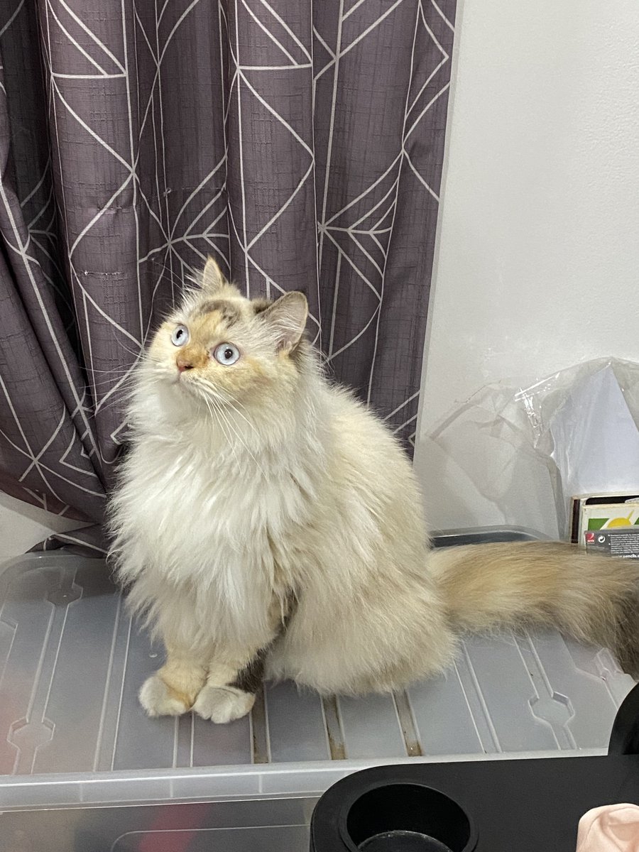 Dari dulu emang isinya cuma bulu, sekarang lebih banyak lemaknya 🤏

Trimakasih kepada raw food, dan wet food

Foto kemaren              Foto 2025 awal