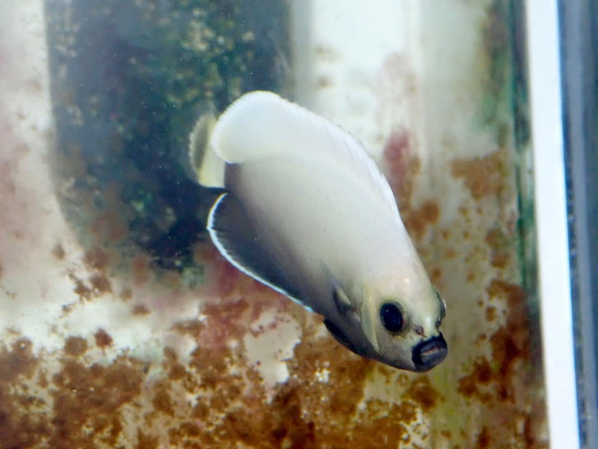 AF_BlueHarbor's tweet image. コンスピ特価120,000円引き！！
Devilサンタの特価品です！

blueharbor.co.jp/shop/products/…