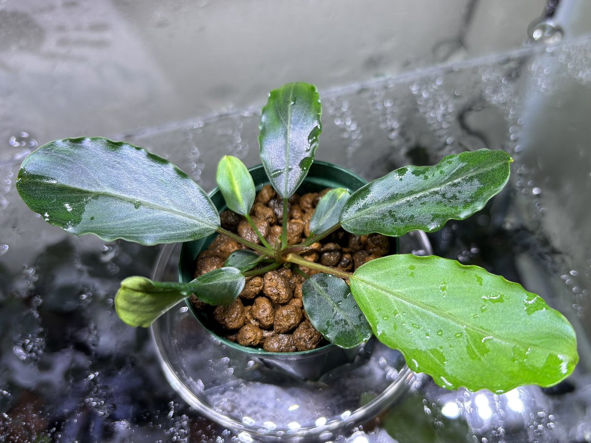 Bucephalandra sp. “Pearl gray®︎ ”【TB】 管理番号：046.1 導入後