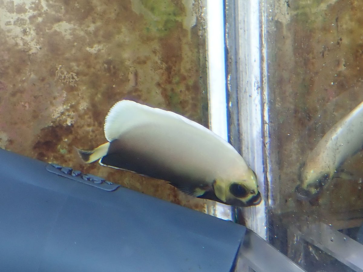 AF_BlueHarbor's tweet image. コンスピ特価120,000円引き！！
Devilサンタの特価品です！

blueharbor.co.jp/shop/products/…