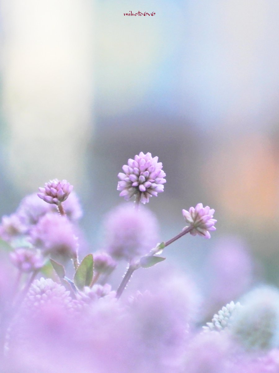 mikoto (@mamakun_6v6) / Posts / X