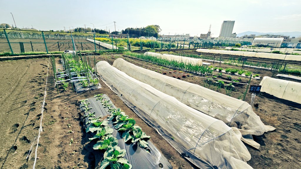 農活６年目、
毎年の気候変動を農業を通して感じています。関東では日本の魅力である四季がぼんやりしてきていて梅雨も分かりづらくなり、夏は長くなり高温多湿で夏に野菜を育てるのは難しくなってきました。夏の影響で秋が短く、気がつけば朝に霜が降りている。

今の気候と真剣に向き合わなければ。