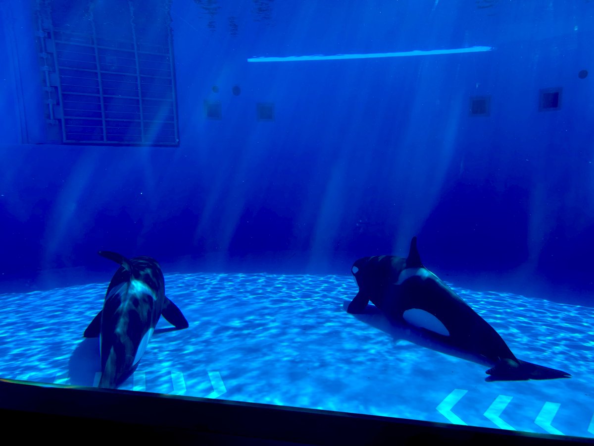 沈んでるシャチ可愛い。
作戦会議中？