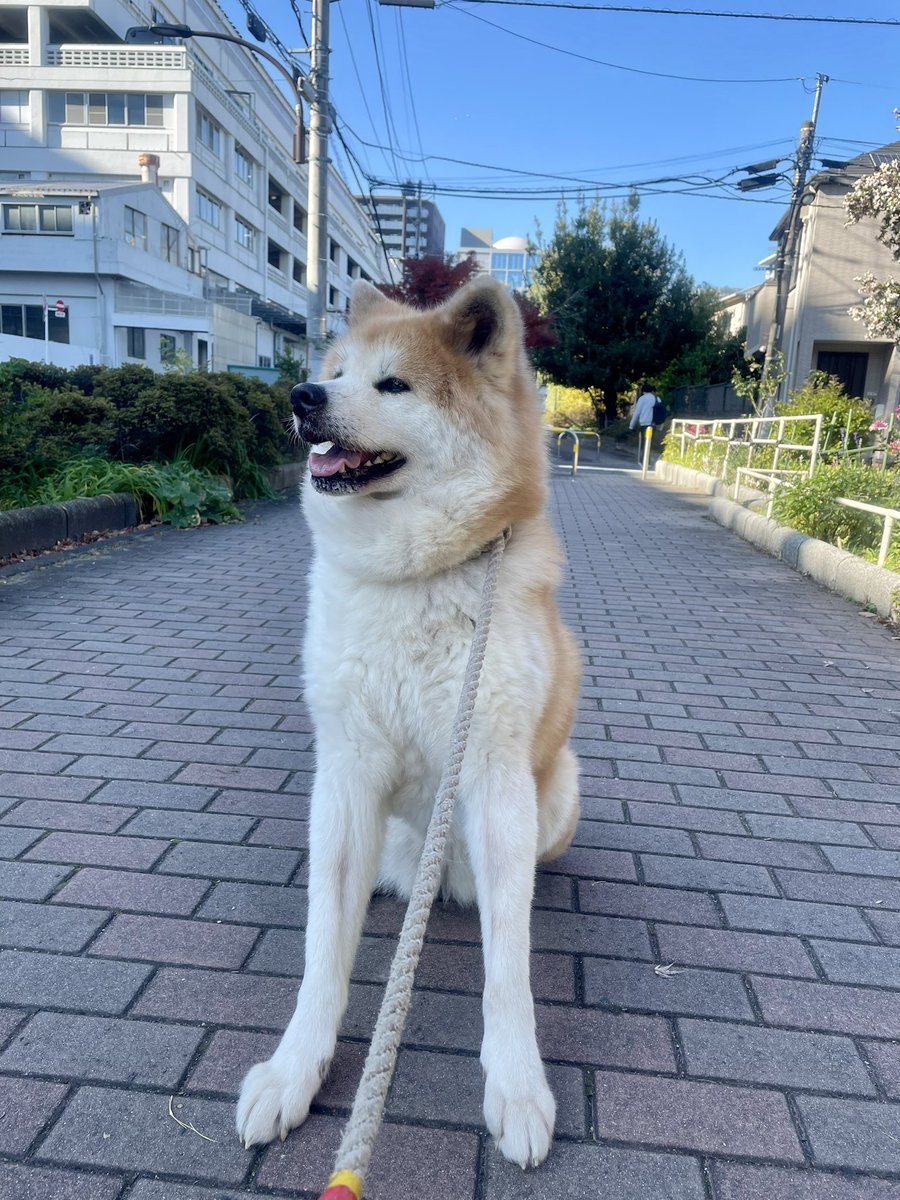 近況報告 #今日のてんひめ #秋田犬