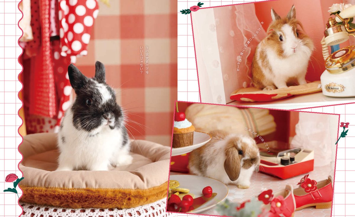 うさぎと暮らす📚本日最新号発売でございます。ameblo.jp/uniolovediary/
2025年度最終号となります。皆様何かと忙しない12月とは存じますが、どうぞお見逃しなく👀…
うさちゃんとお元気に過ごしましょう✊