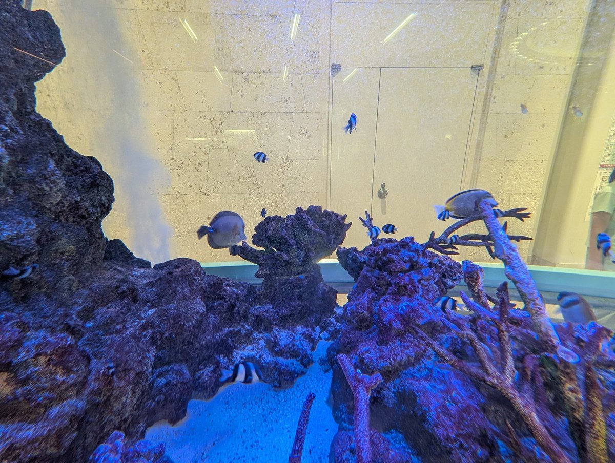 初沖縄到着！ 着いた瞬間水槽あってびっくりした