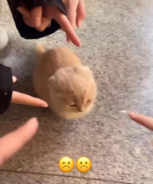 Studio Castiel tweet media