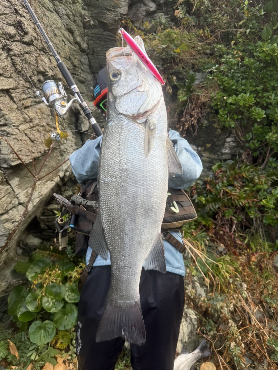 poizun1111's tweet photo. k2f122msの素晴らしさ。磯の場合はTKLM、MS、ヒラフィードのローテでシャローの魚の機嫌を伺います🫡
#2025秋タックルハウスシーバスチャレンジ
#タックルハウス
#k2f122ms https://t.co/pR6aM9fadB
