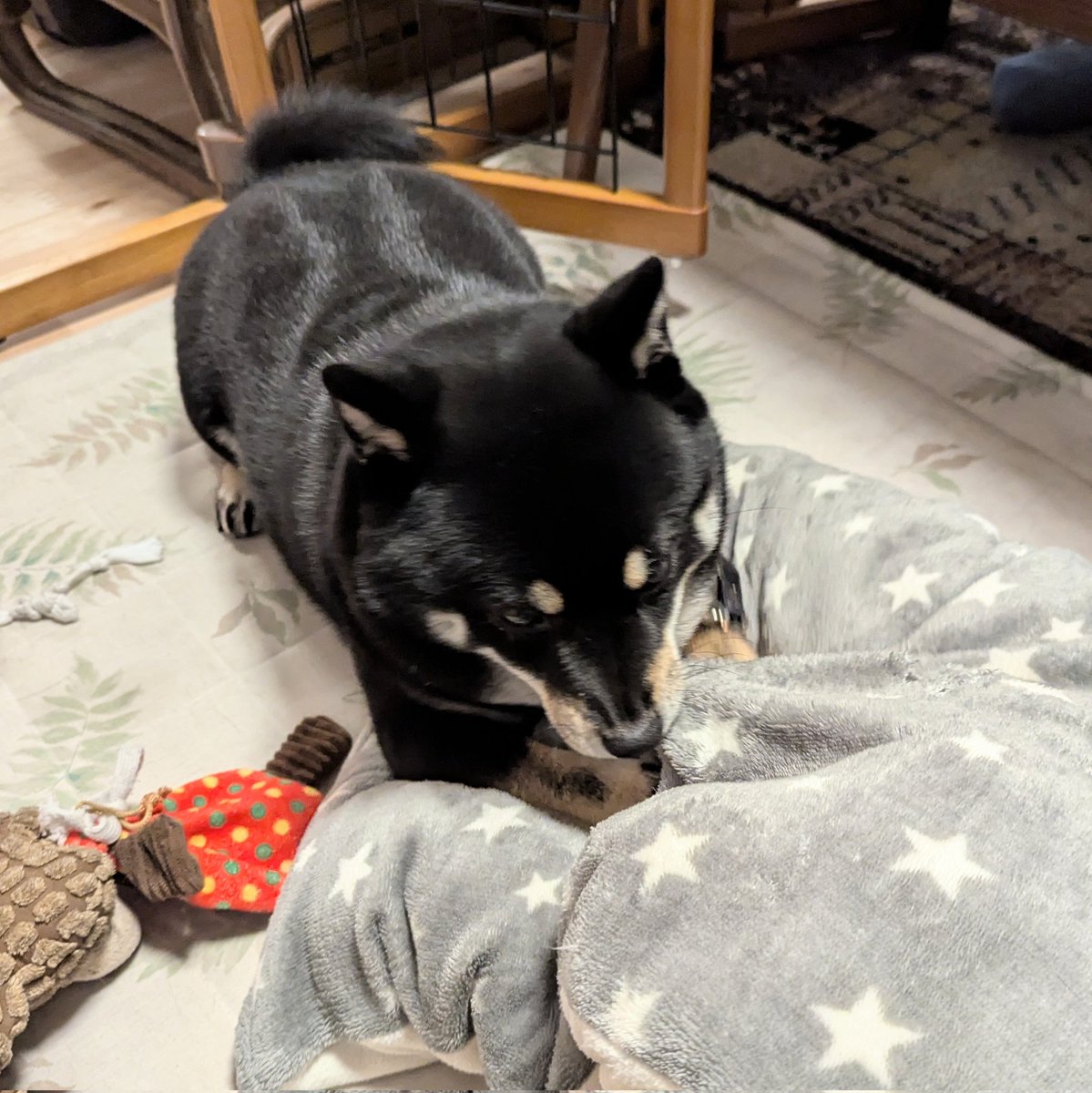 豆柴さくら🌸 (@mame_sakura0426) / Posts / X