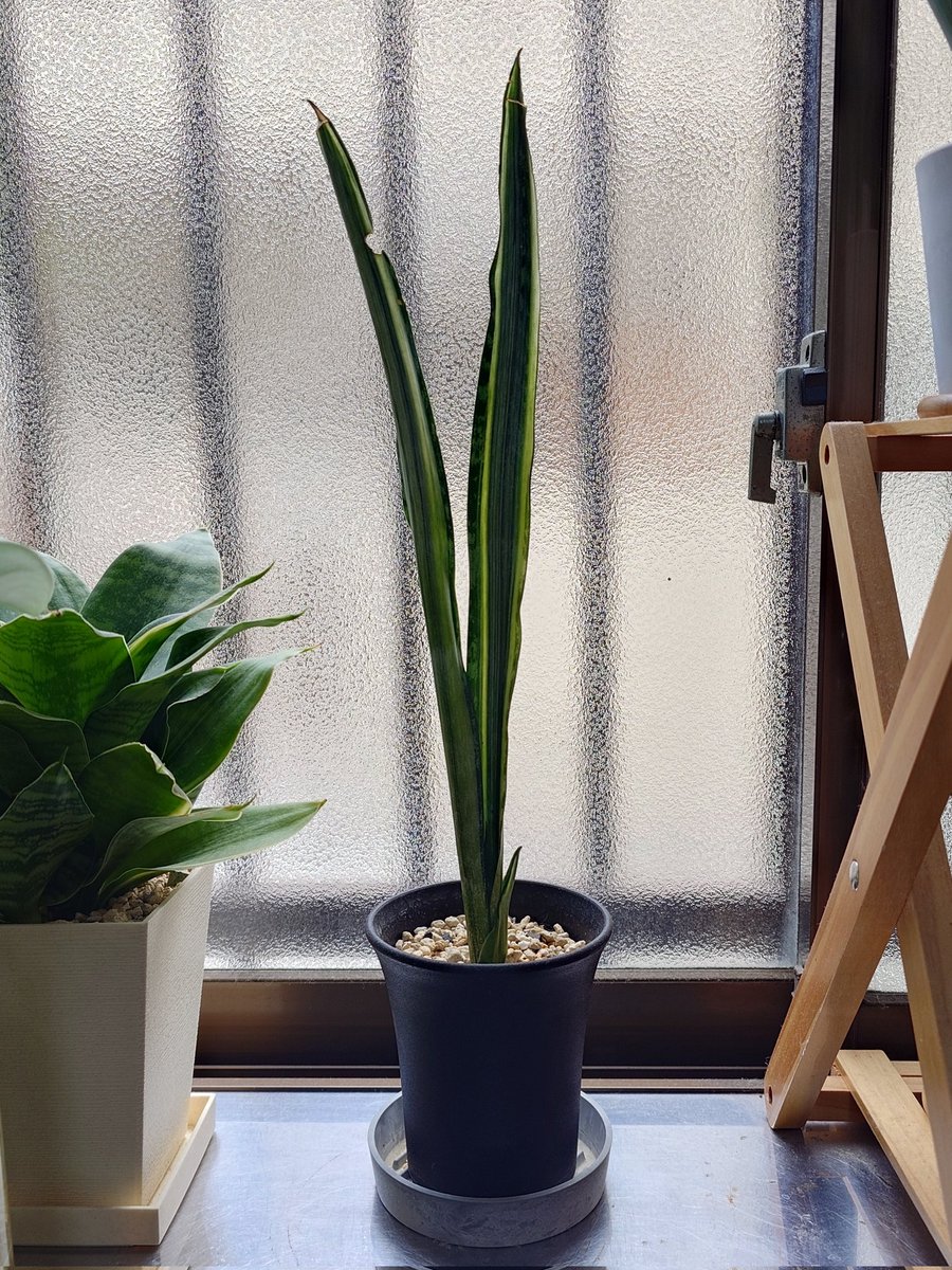 サンスベリア・センセーション サンスベリア バンデルズセンセーション🌿 #観葉植物