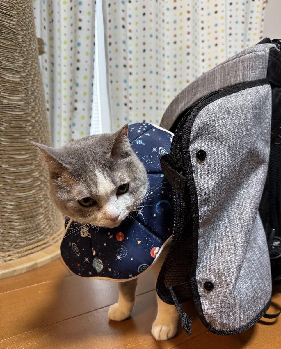 にゃぁMomページです♥️ いずもん/まろ様＊mfmf (@7nfxwoi3F8lSqHU) / Posts / X