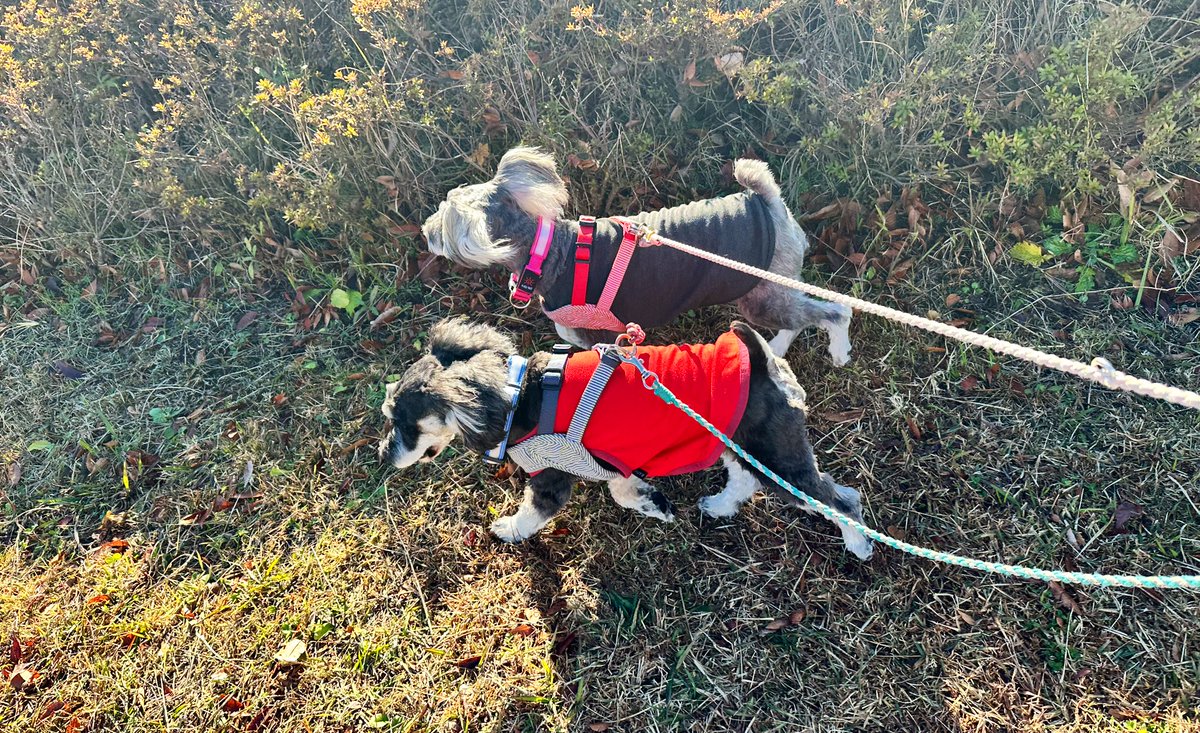 久しぶりにお散歩🐶🚶
