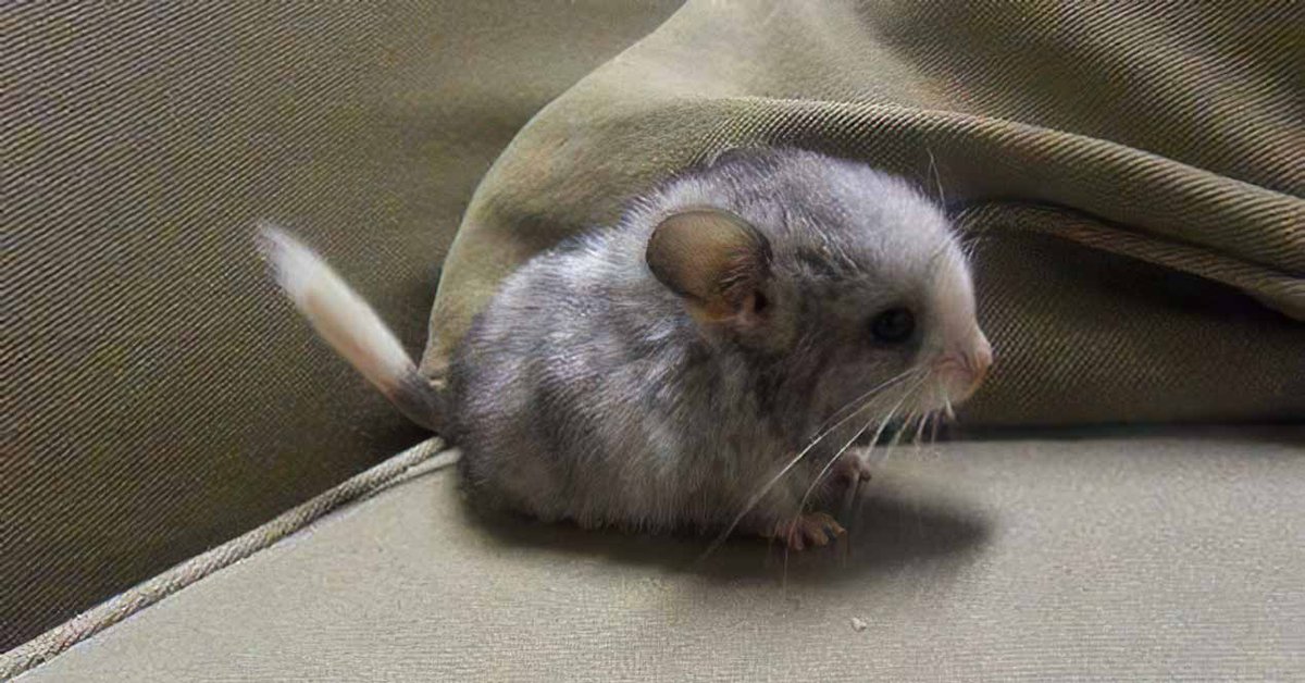 Chinchilla Every Hour (and a half) (@chinchillahour) on Twitter photo 