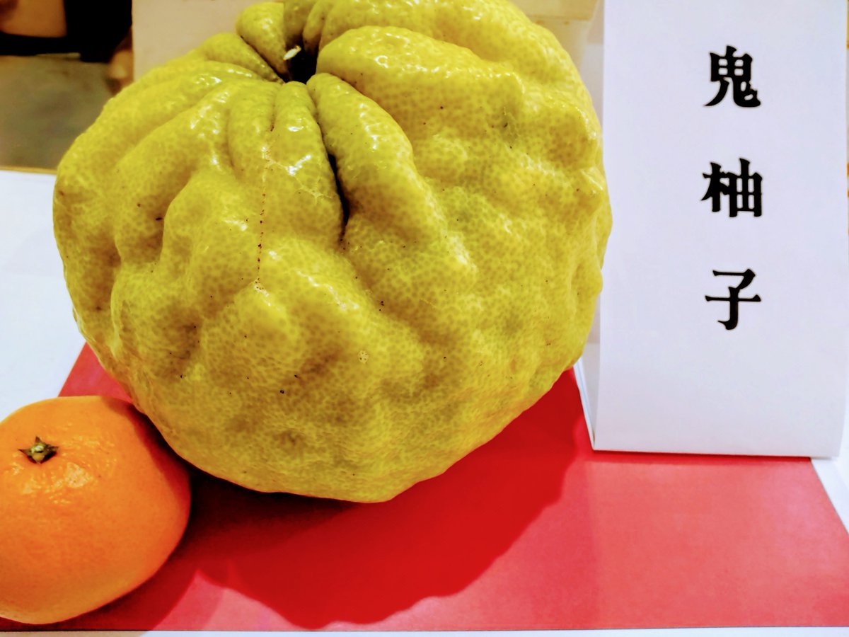 【🌅‼️ご予約価格決定‼️🌅】

お待たせいたしました💦

◆ブリ　　　2,500円/k
◆カンパチ　2,700円/k
◆真鯛　　　2,200円/k

発送も可能です🛫ご自宅に贈り物にご活用くださいませ☺️

皆様のご連絡心よりお待ちしております🙇🙇

鬼柚子は“千客万来”祈願で出荷者さんが持って来てくださいました🥹🙏