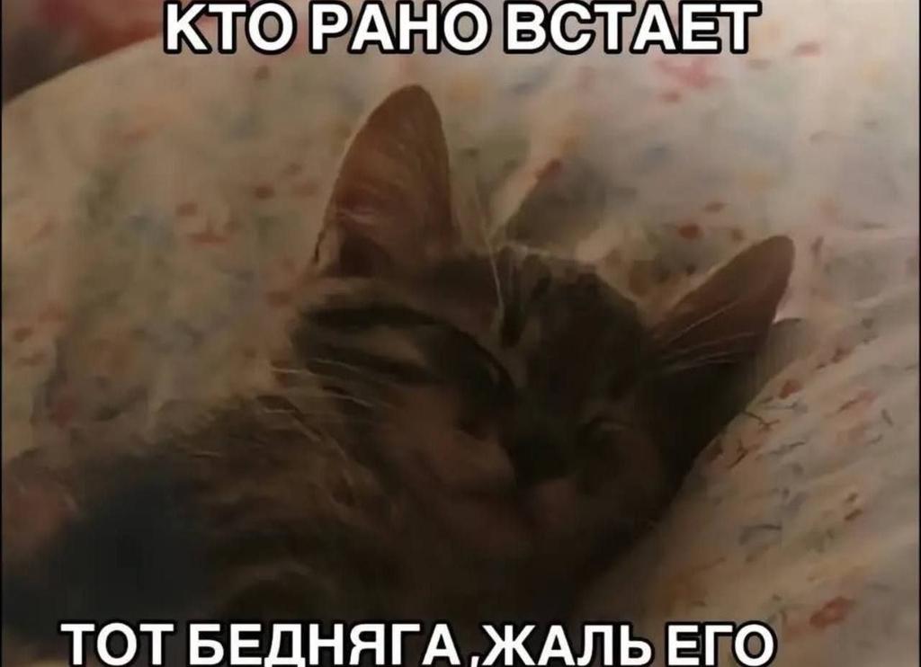 Borsique😺 (@borsique) on Twitter photo 