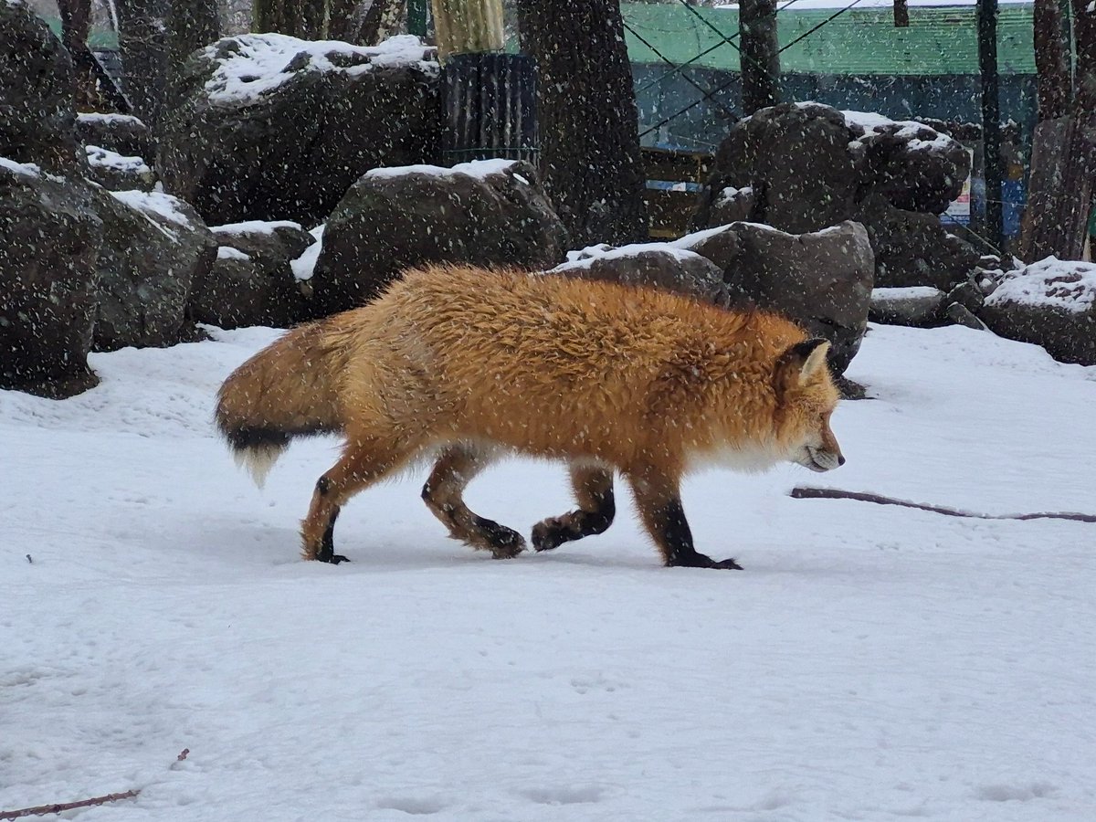 宮城蔵王キツネ村(公式)🦊 (@kon_fox_village) / Posts / X