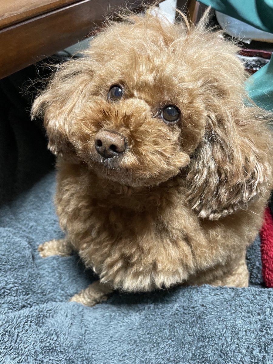 れぷろっく@レジン水入れ tweet media