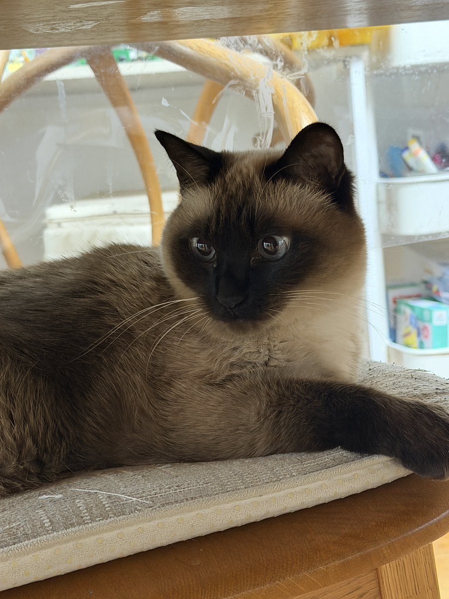 チラッ ＃シャム猫