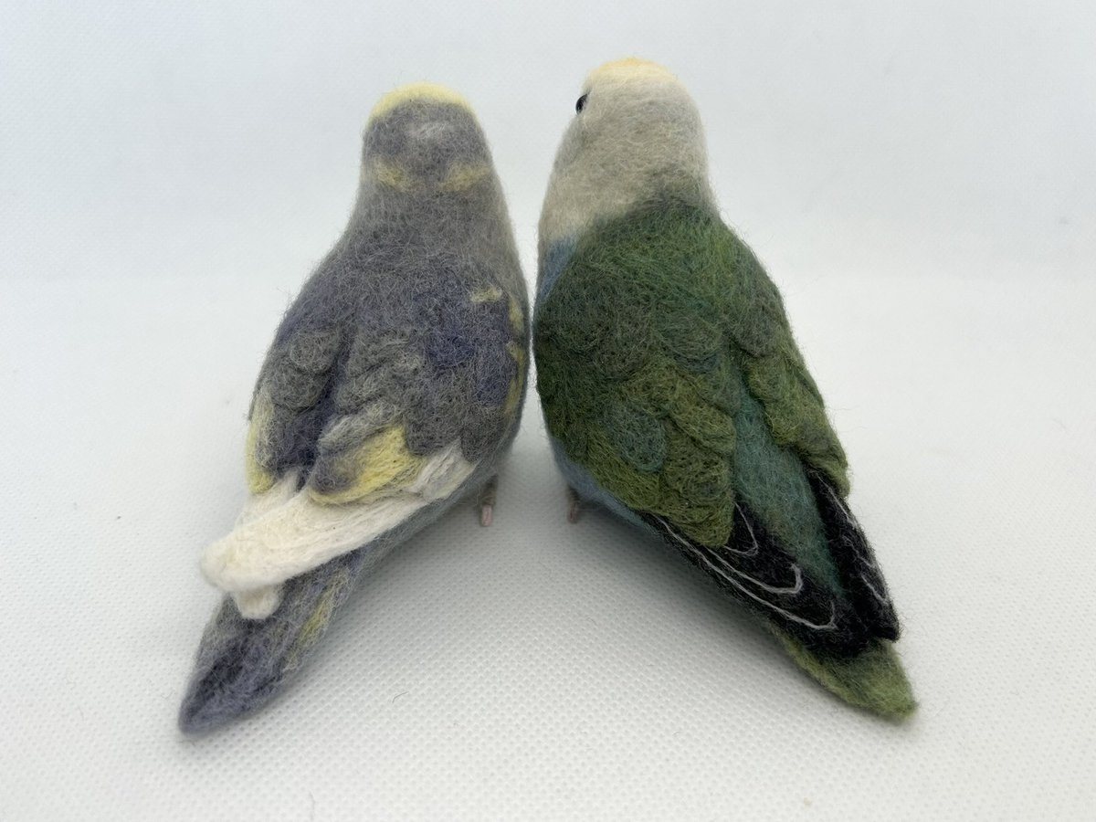 kodamambo_yu's tweet image. 2羽一緒に📷
表情に動きがあっていい🤭

#ゴサクラインコ #needlefelting #tinybooboo #羊毛フェルト