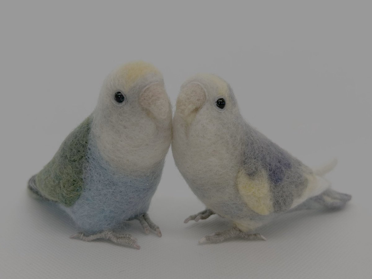 kodamambo_yu's tweet image. 2羽一緒に📷
表情に動きがあっていい🤭

#ゴサクラインコ #needlefelting #tinybooboo #羊毛フェルト