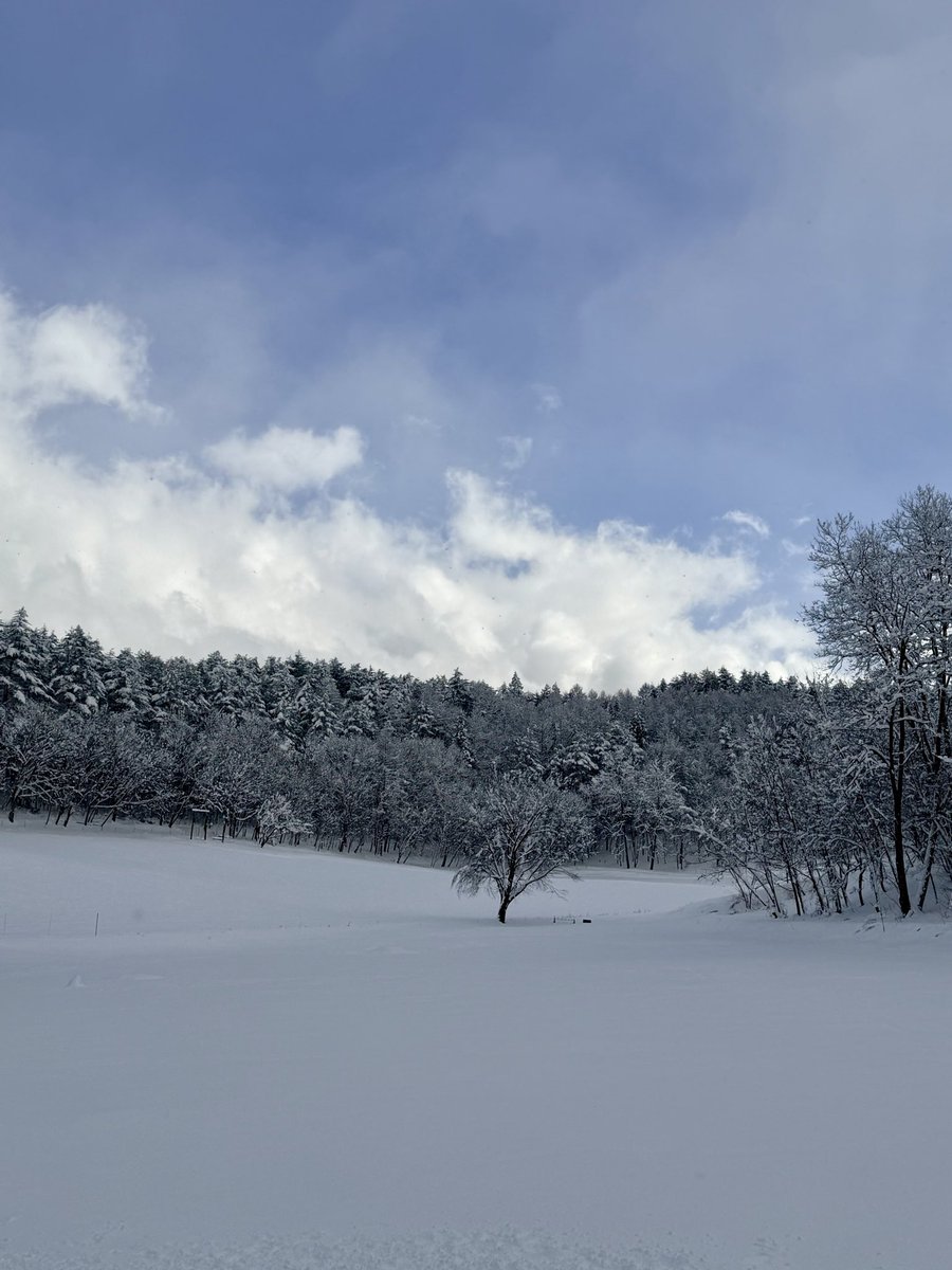 お昼過ぎまで除雪してた💦 雪重め… クルマは一晩でこんな感じ… ひと