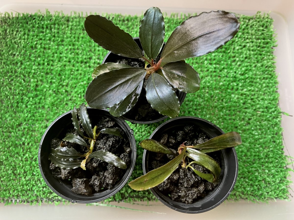 BB10th購入株 at HW&山水苑 Bucephalandra sp. 