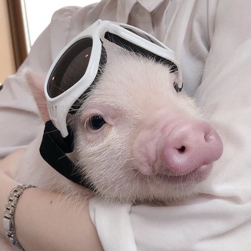 🐶🐷 tweet media