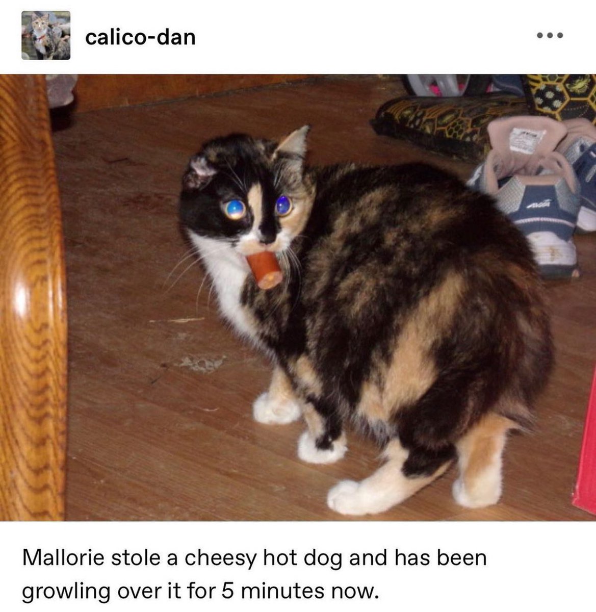 PunchingCat's tweet image. 